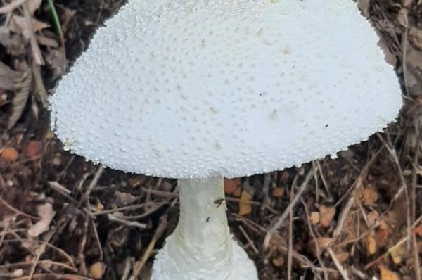 흰가시광대버섯.jpg
